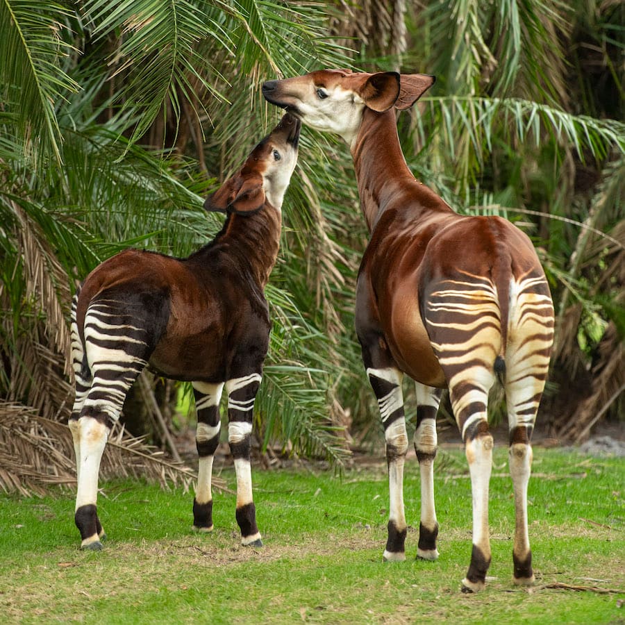 Beni the Okapi and his mom on the Savanna at Disney’s Animal Kingdom Lodge