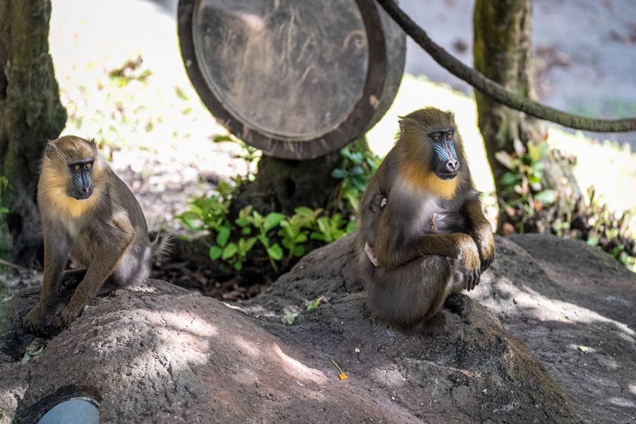 Mandrill monkey mother with daughters Ivy and new baby Saffron