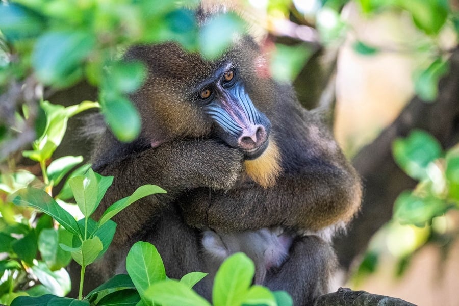 Mother mandrill monkey at Disney's Animal Kingdom cradling newborn baby in the treetops 
