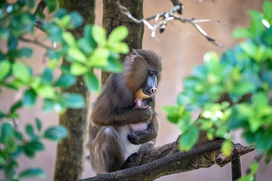 New baby mandirll monkey Saffron being held by her mandrill monkey mother Hazel