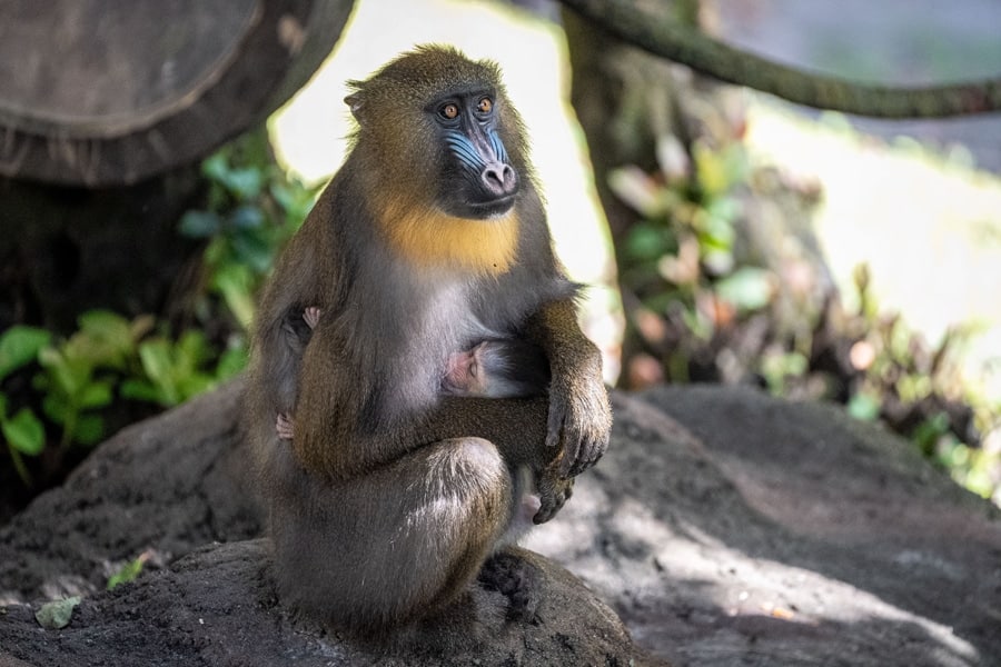 Mother and baby mandrill monkey sitting on top of rock display within their treetops habitat on Kilimanjaro Safaris