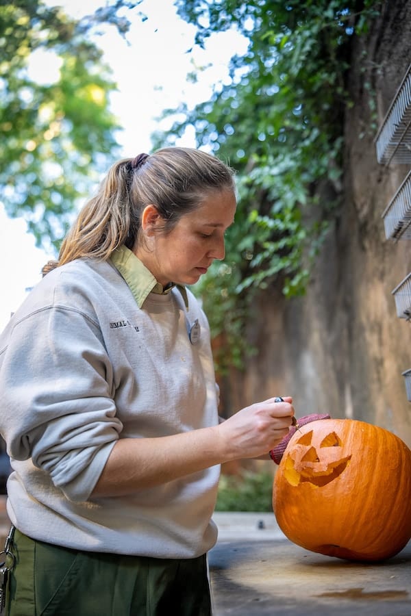Disney animal nutritionist carving a pumpkin for animals at Disney World