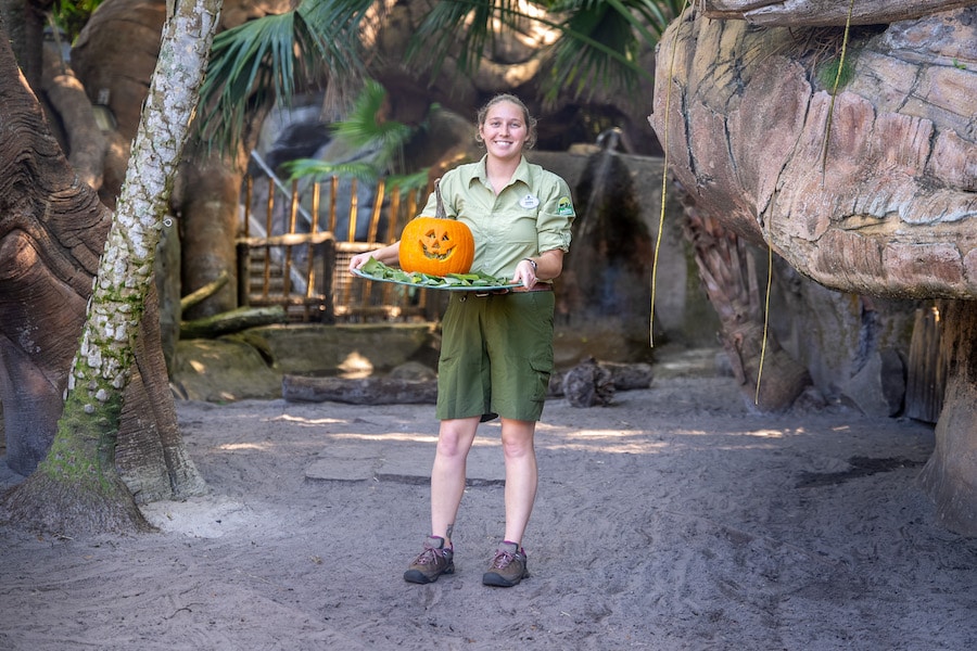 Disney animal nutritionist with a pumpkin for animals at Disney World