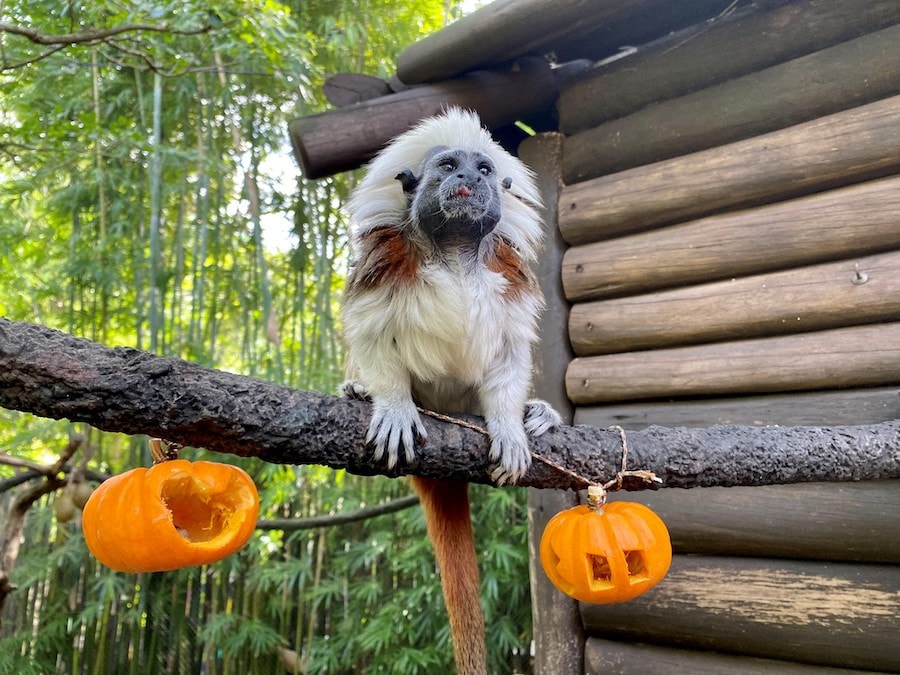 A monkey with a Mickey pumpkin at Disney World