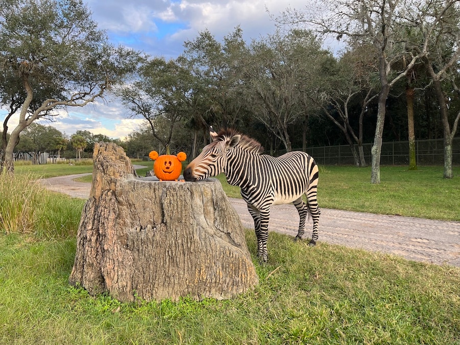 A zebra with a Mickey pumpkin at Disney's Animal Kingdom Lodge