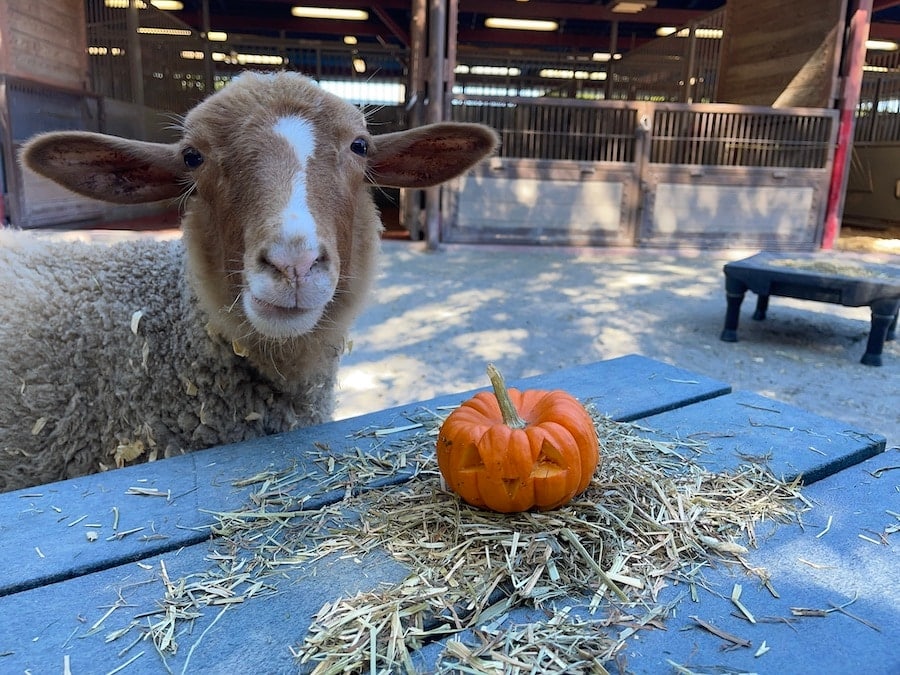 Disney sheep with a little pumpkin at Disney's Animal Kingdom