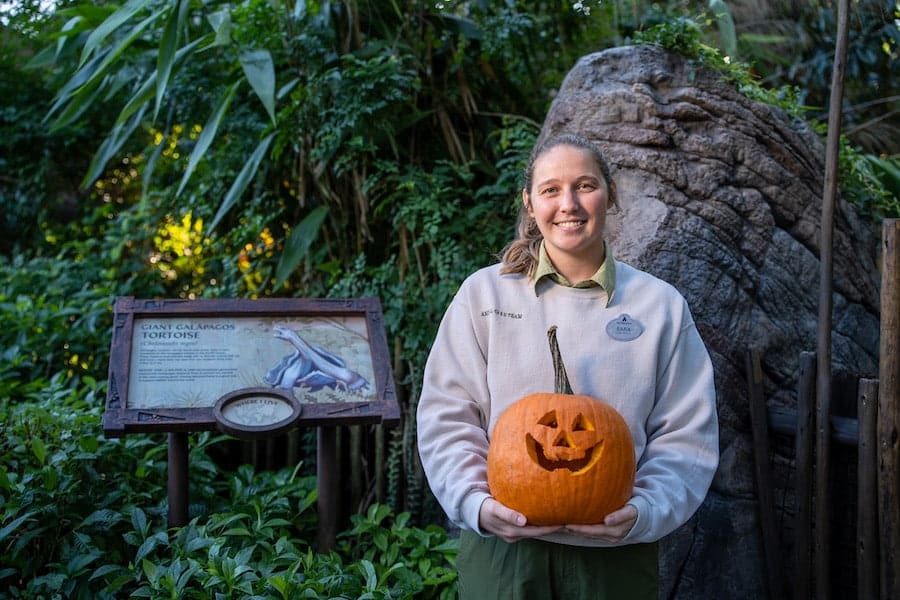 Disney animal nutritionist with a pumpkin for animals at Disney World