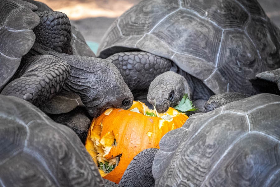 Turtles eating a Halloween pumpkin at Disney World 