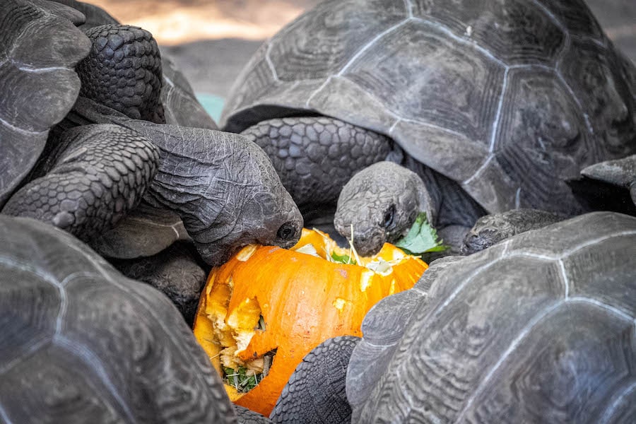Turtles eating a Halloween pumpkin at Disney World