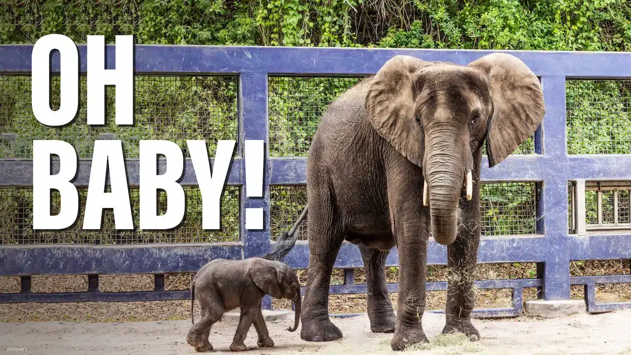 Baby elephant | The Main Street Mouse