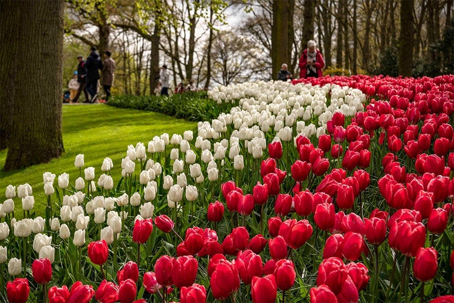 Tulips in Holland