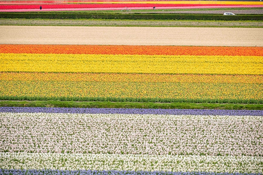 Field of Tulips in Holland