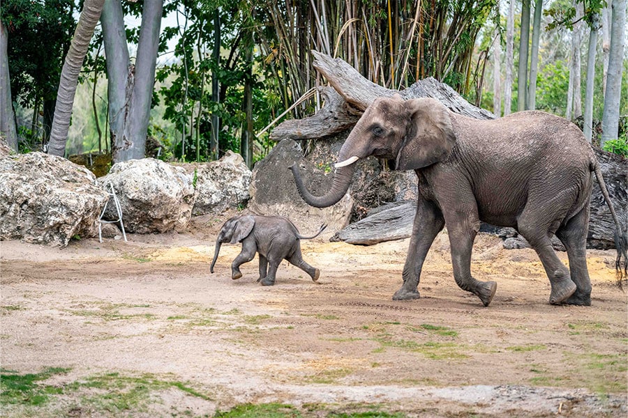 Baby elephant Corra has made her debut on Disneys Animal Kingdom Savanna