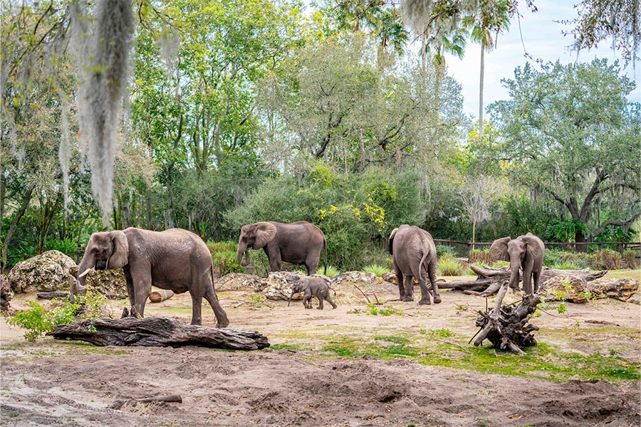 Baby elephant Corra has made her debut on Disneys Animal Kingdom Savanna