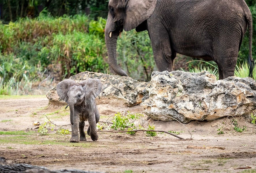 Baby elephant Corra has made her debut on Disneys Animal Kingdom Savanna