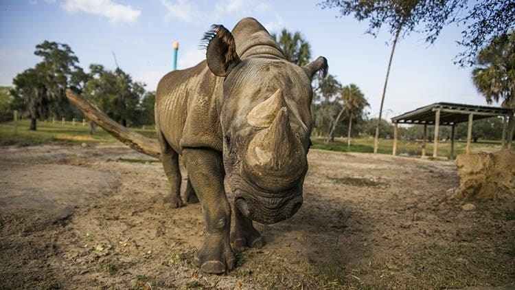 Black Rhino at Busch Gardens Tampa Bay | The Main Street Mouse