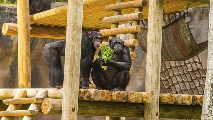 Chimpanzees at Busch Gardens Tampa Bay | The Main Street Mouse