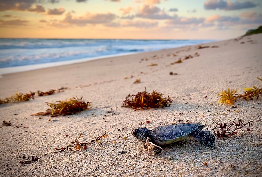 Sea Turtles at Disney’s Vero Beach Resort