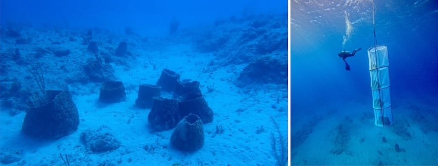 Barrel Sponges in Ocean at Disney Lookout Cay