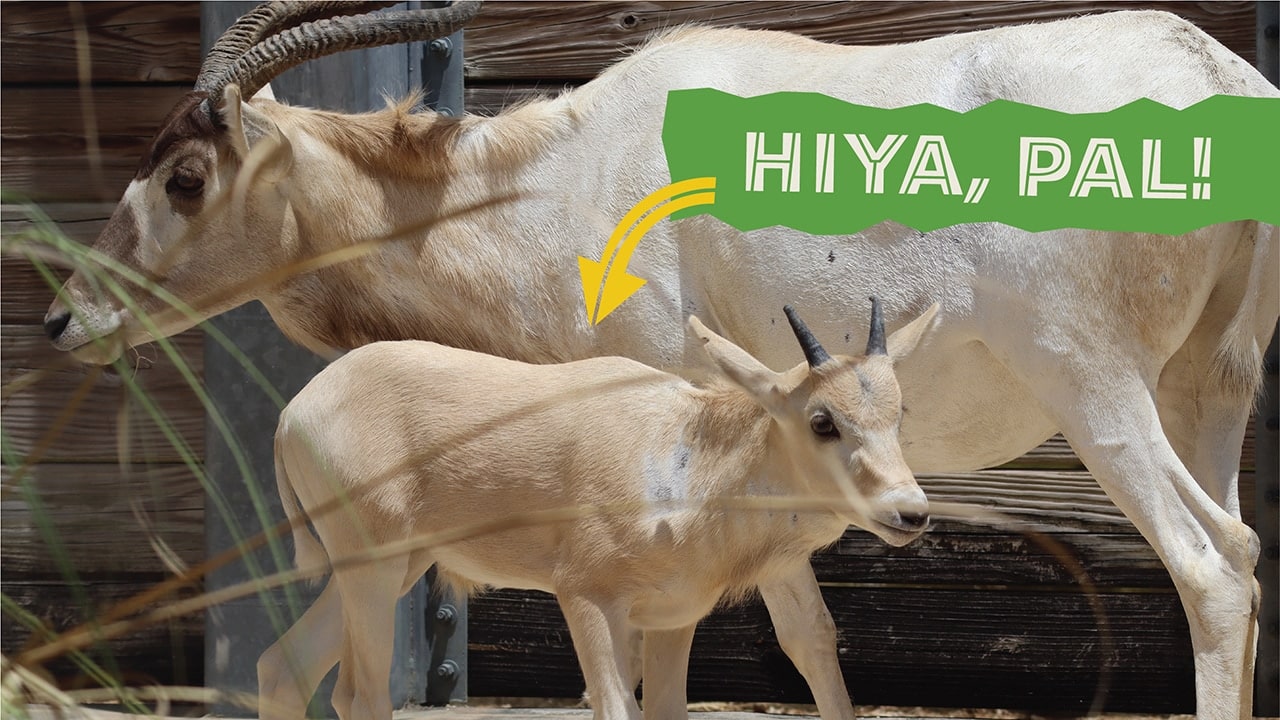 Baby Addax Animal Kingdom | The Main Street Mouse