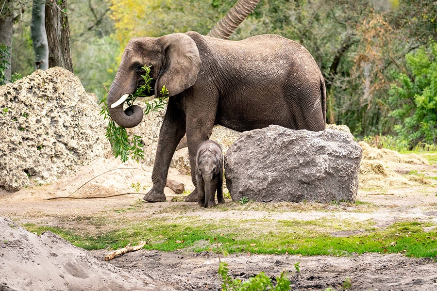 | The Main Street Mouse African elephants, one of 8 endangered species at Disney's Animal Kingdom.