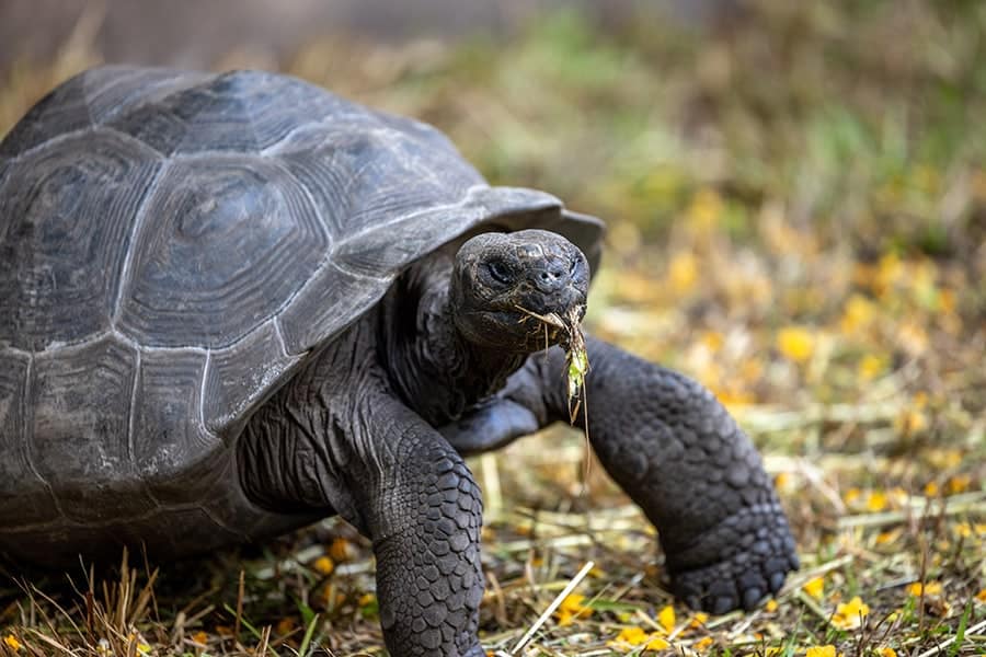 A Giant Galapagos Tortoise, one of 8 endangered species at Disney's Animal Kingdom.