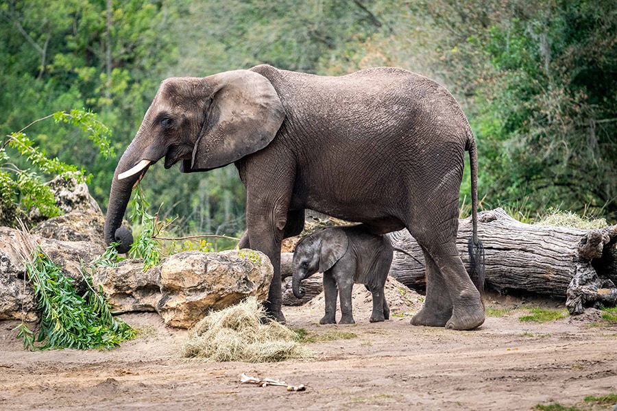 African elephants, one of 8 endangered species at Disney's Animal Kingdom.