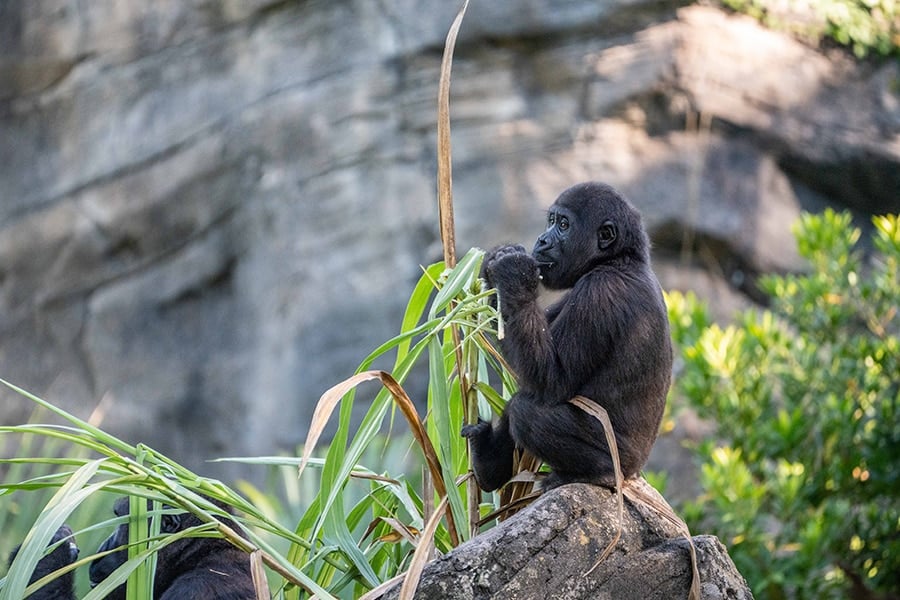 A Western Lowland Gorilla, one of 8 endangered species at Disney's Animal Kingdom.