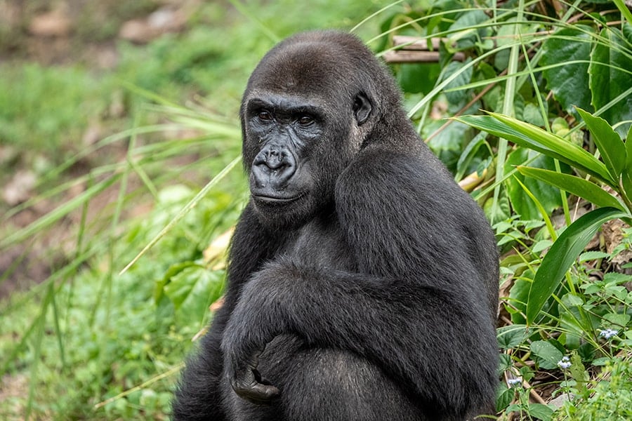 A Western Lowland Gorilla, one of 8 endangered species at Disney's Animal Kingdom.