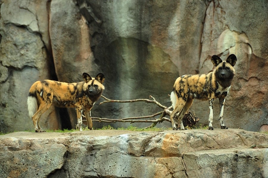 A painted dog, one of 8 endangered species at Disney's Animal Kingdom.