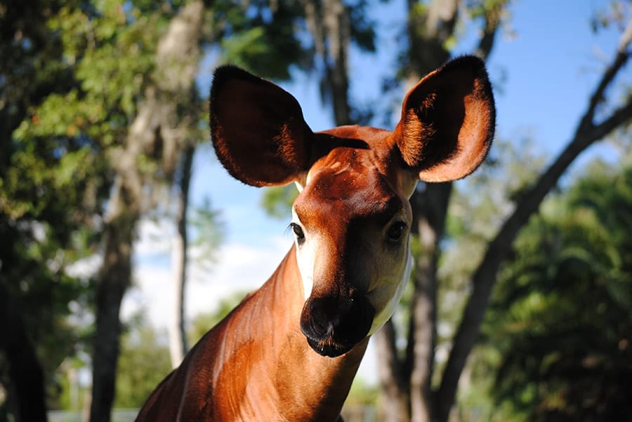An okapi, one of 8 endangered species at Disney's Animal Kingdom.