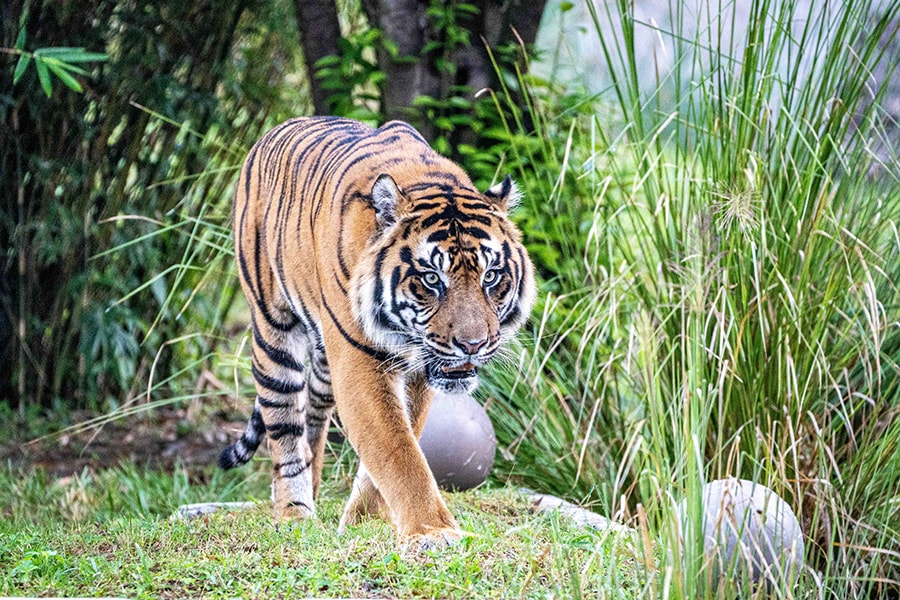 A Sumatran tiger, one of 8 endangered species at Disney's Animal Kingdom.