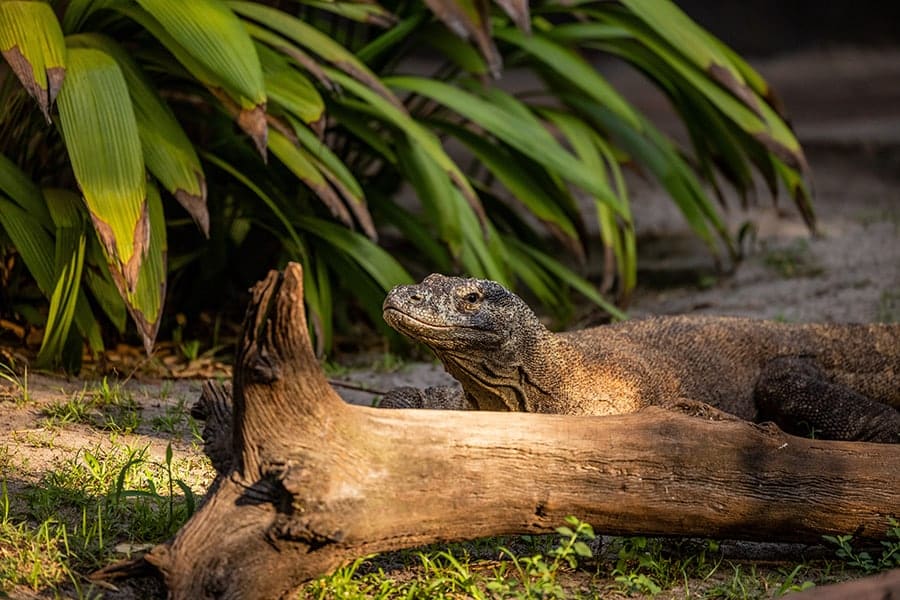 A Komodo dragon, one of 8 endangered species at Disney's Animal Kingdom.