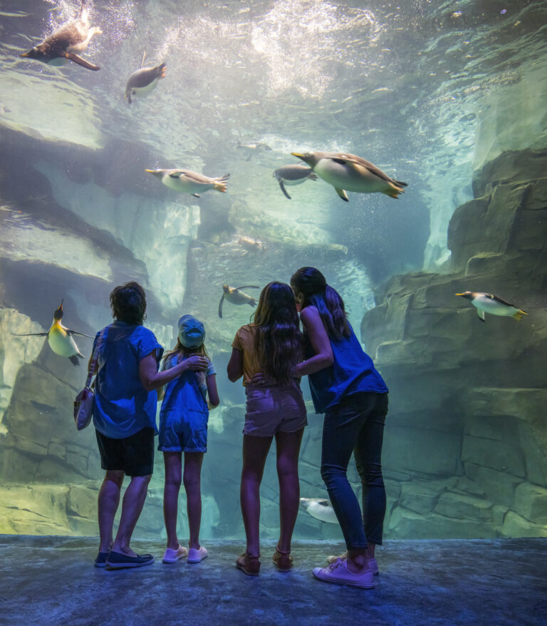 SeaWorld Orlando Announces Grand Opening of Penguin Trek