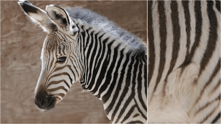 New Zebra Foals at Walt Disney World Summer 2024