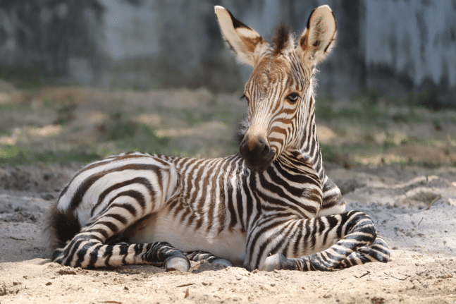Zebra at Walt Disney World Summer 2024