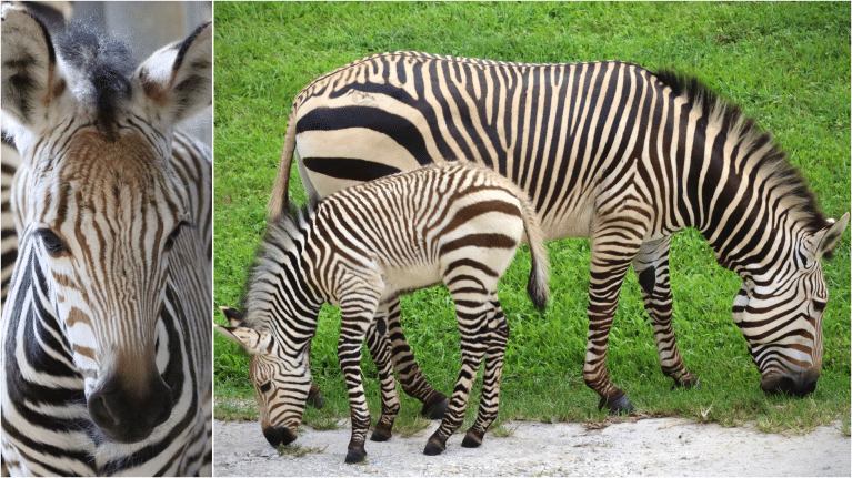 New Zebra Foals at Walt Disney World Summer 2024