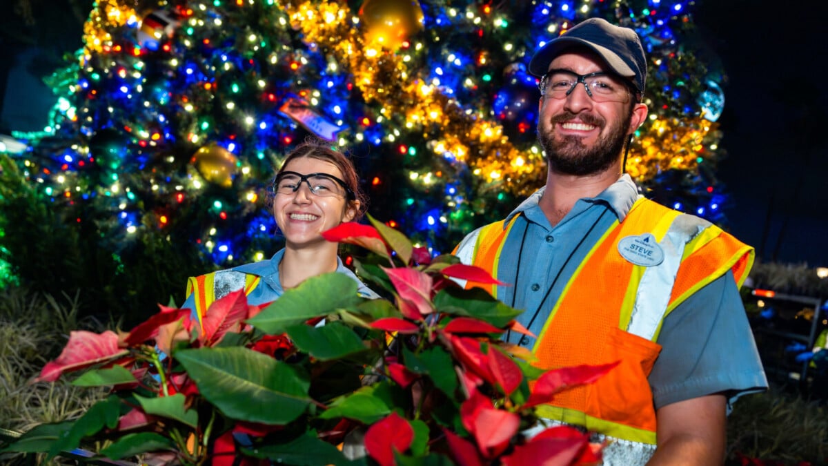 Wdw Holidays