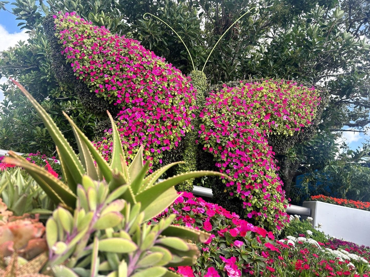 Butterfly topiary at EPCOT Flower & Garden Festival 2025