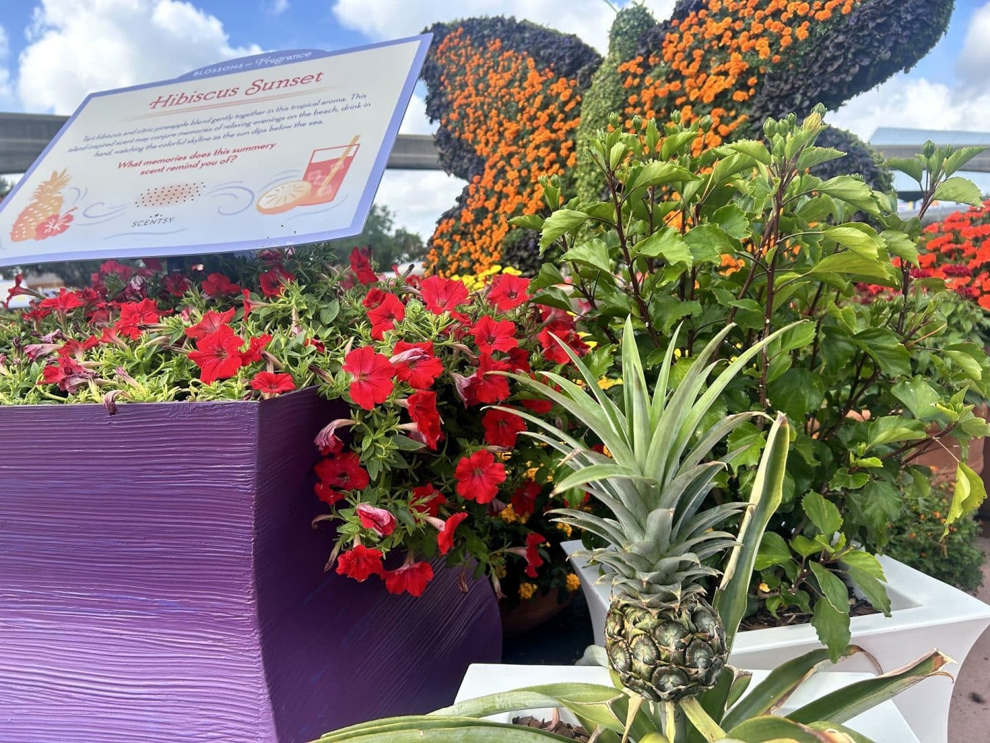 | The Main Street Mouse hibiscus sunset scent station from Scentsy at EPCOT Flower & Garden Festival