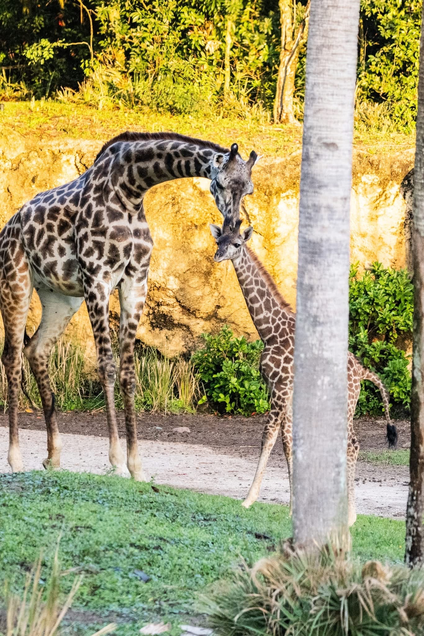 Baby giraffe animal Kingdom | The Main Street Mouse Baby giraffe animal Kingdom