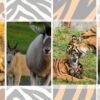 Baby Animals at Animal Kingdom Shine for Mother’s Day