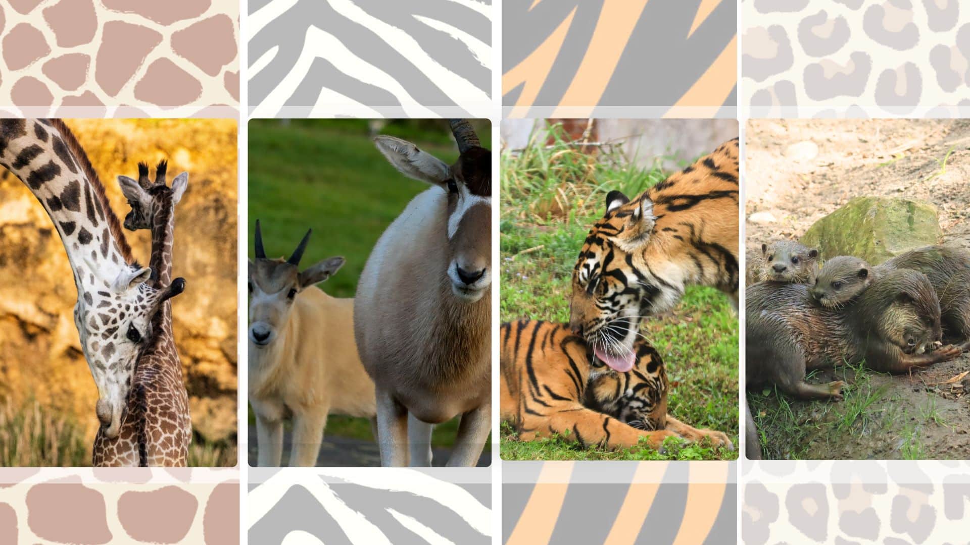 Baby Animals at Animal Kingdom Shine for Mothers Day