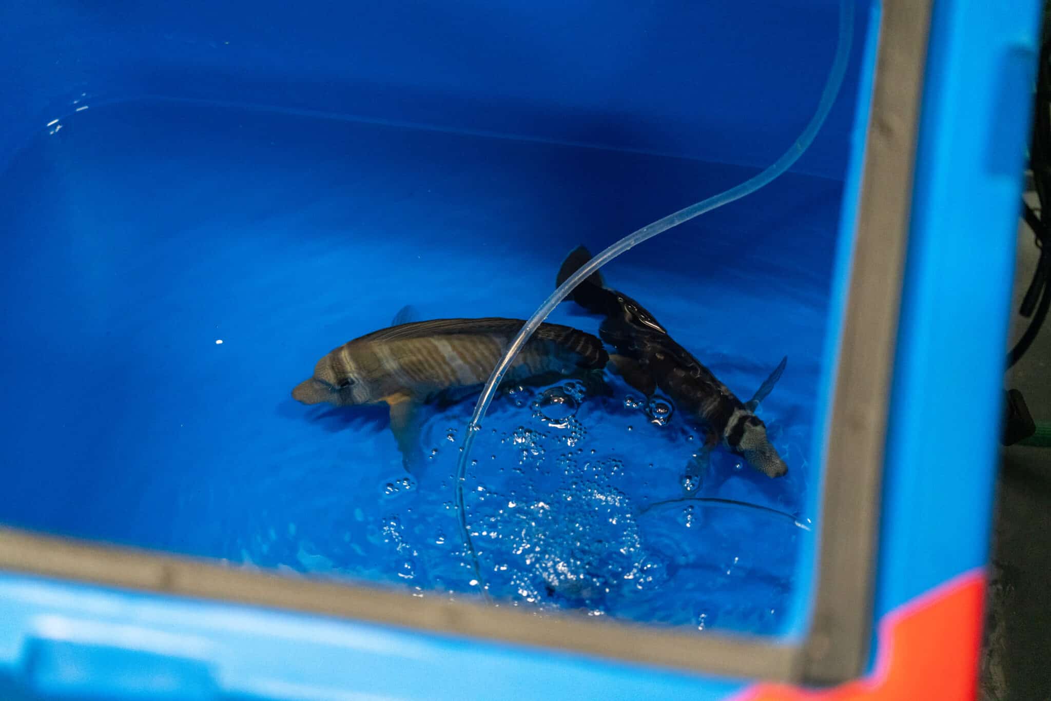 More New Fishies