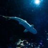 First Animals Swim into SEA LIFE Florida at LEGOLAND®