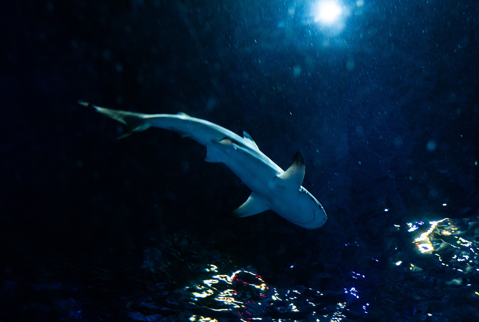 Shark Underwater