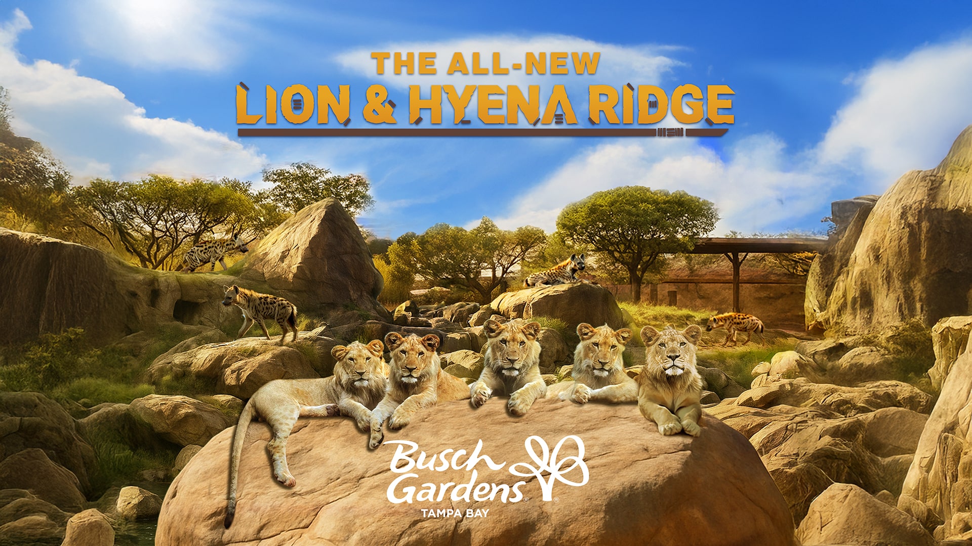 a Roaring Adventure Awaits Busch Gardens Tampa Bays Lion Hyena Ridge Opens Spring 2026
