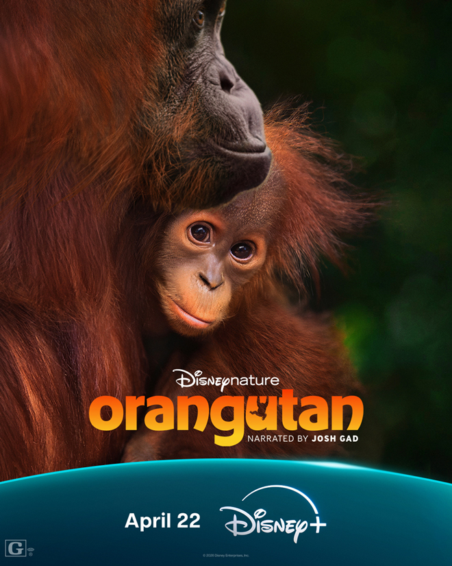 Disneynatures Orangutan Coming to Disney+ This Earth Day | The Main Street Mouse Disneynatures orangutan Coming to Disney+ This Earth Day