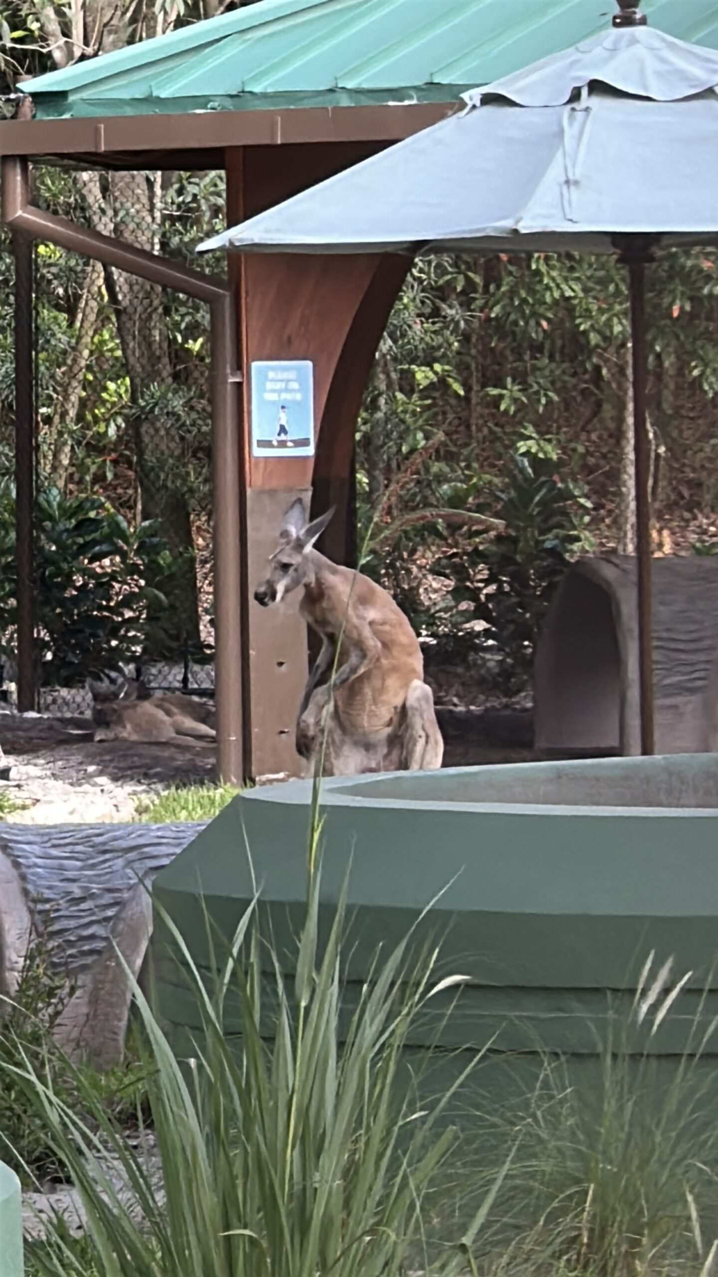 Kangaroo Animal Kingdom