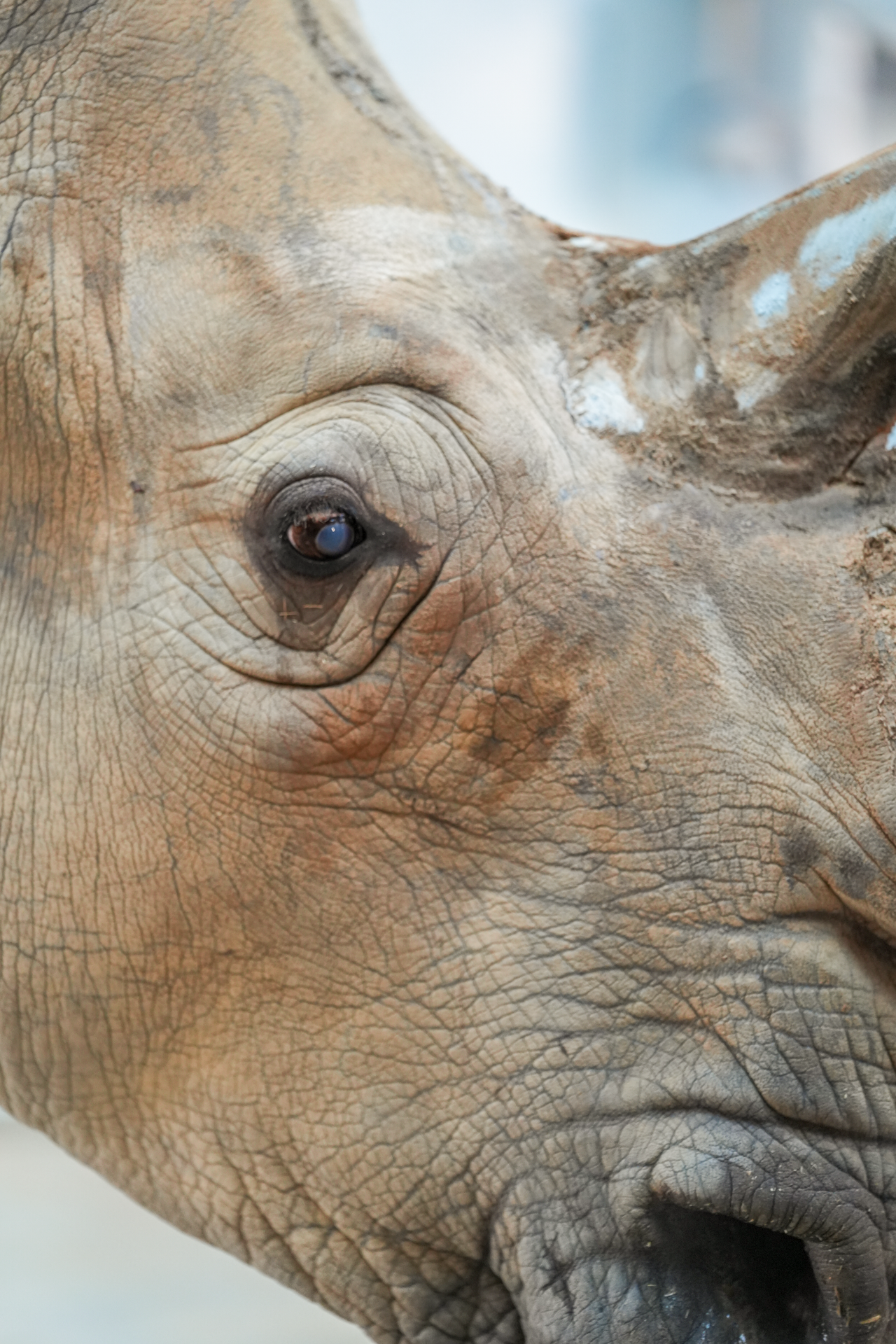 KendiEyeUpClose | The Main Street Mouse Kendi eye up close